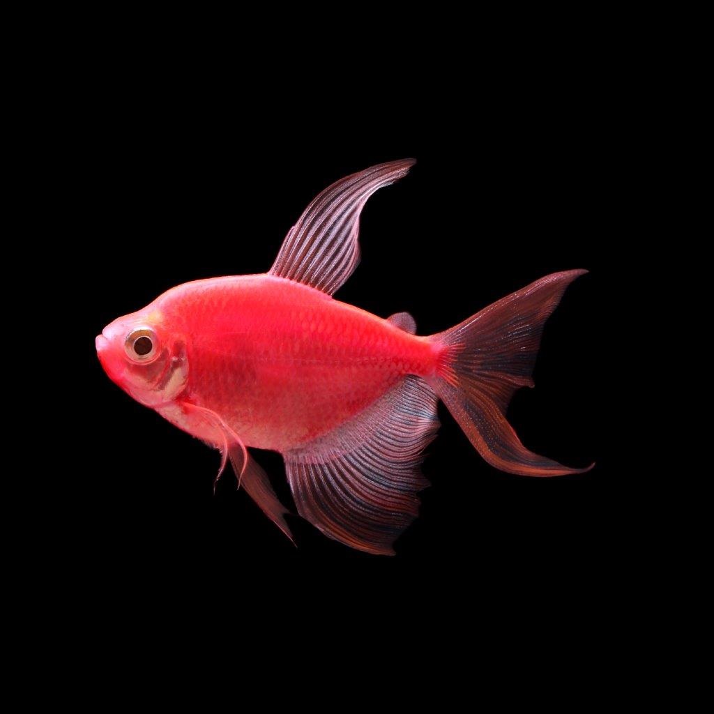 GloFish - **Tetra - Long Finned Starfire Red - Quantity of 6